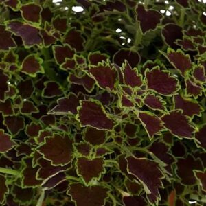 Coleus (Trailing), Great Falls