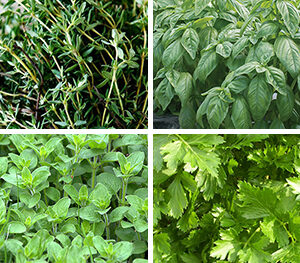 Herb Planter, Italian