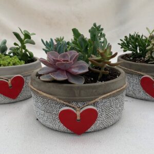 Succulent Assortment - 6.5" Heart Bowl