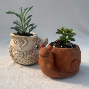 Single Succulents - Concrete Buddies