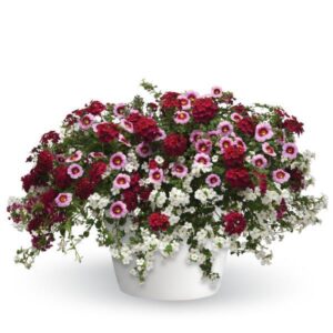 Strawberry Shortcake Planter