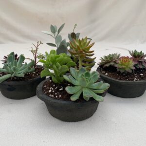 Succulent Assortment - 6" Rustic Dish