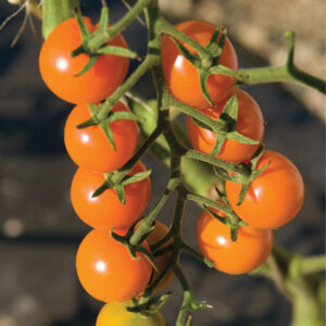 Sun Gold Tomato