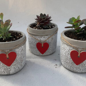 Single Succulents - 4" Heart Pot