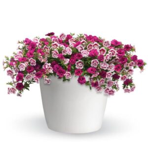 Two to Tango Planter