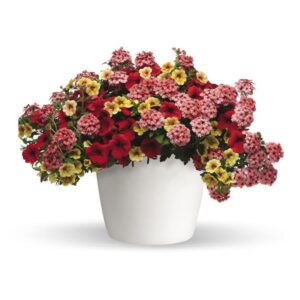 Who Knew Orleans Planter