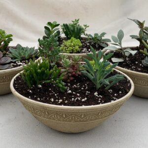 Succulent Assortment - 9" Moka Bowl