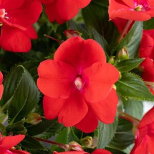 Impatiens, New Guinea Sol Luna™