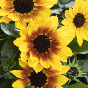 Helianthus, SunBelievable® Brown Eyed Girl