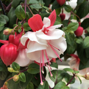 Fuchsia, Swingtime Planter