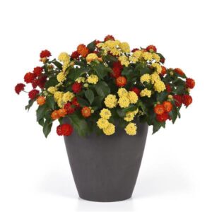 Good Company Planter