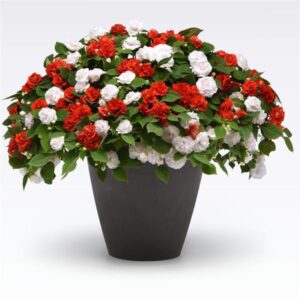 Glimmerazzi Hanging Basket