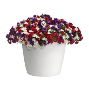 Star Spangled Glamour Hanging Basket