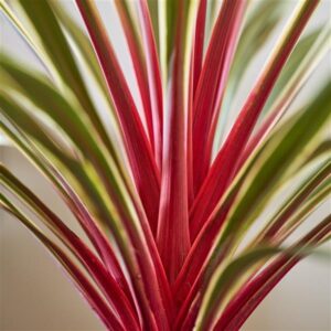 Cordyline