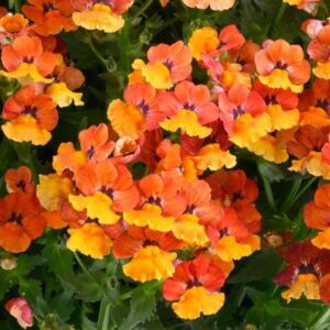 Nemesia, Nesia