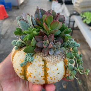 Fall Succulent Arrangements