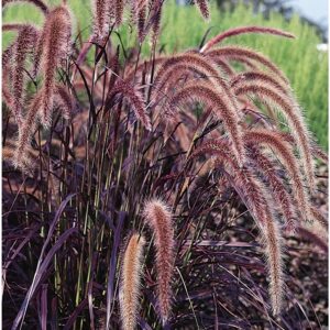 Ornamental Grass