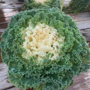 Ornamental Kale