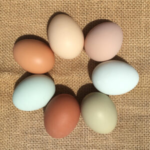 Egg Dozen, Small