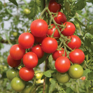 Tomato - Salad
