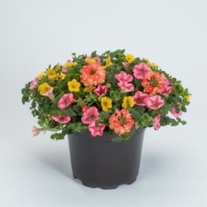 Beach Bum Hanging Basket