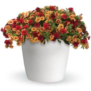 Double the Heat Hanging Basket