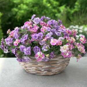 FunTopia Utopia Hanging Basket