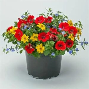 Fire and Ice Hanging Basket