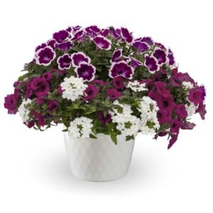 Paint the Town Hanging Basket