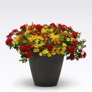 Biden My Time Hanging Basket