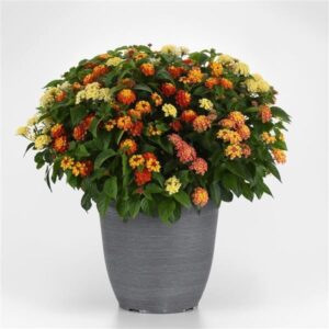 Just My Luck Hanging Basket