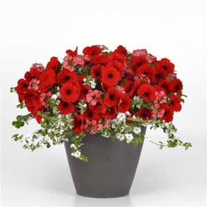 Peppermint Dreams Hanging Basket