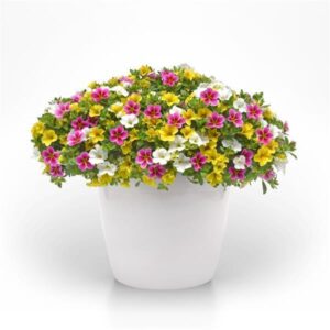 Savoring Starfruit Hanging Basket