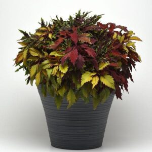 Five Alarm Chili Hanging Basket