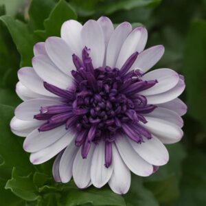 African Daisy, 4D