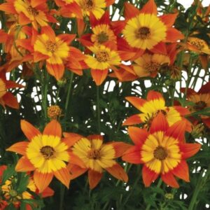 Bidens, Bidy Boom Wildfire