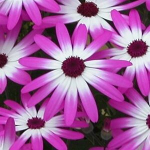 Pericallis, Senetti®