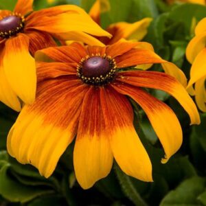 Rudbeckia, Rising Sun Chestnut Gold