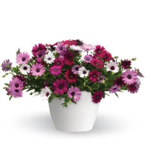 Daisy Falls Hanging Basket