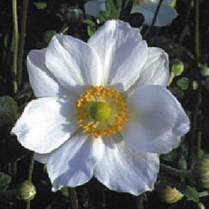 Anemone
