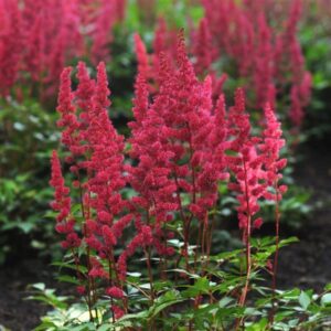 Astilbe