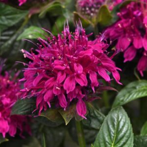 Bee Balm, Balmy