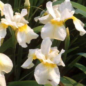 Iris Sibirica