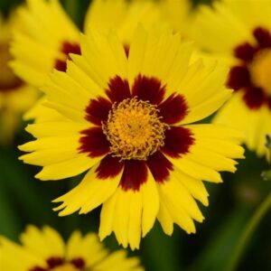 Coreopsis SunKiss