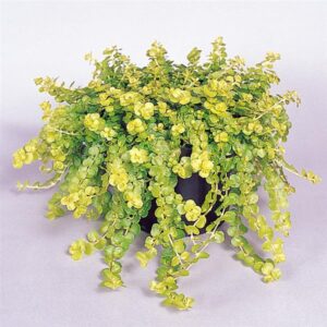 Creeping Jenny, Goldilocks