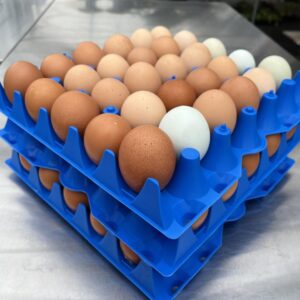 Egg Dozen, Wholesale - Flats