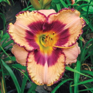 Daylily 500™ Daring Deception