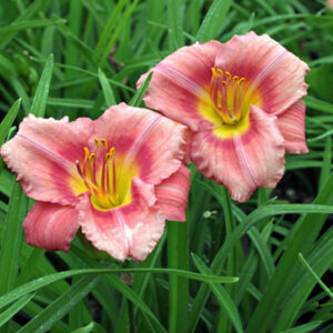 Daylily Rosy Returns