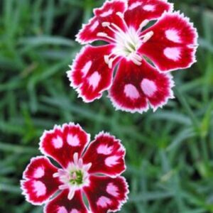 Dianthus