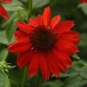Echinacea Sombrero®